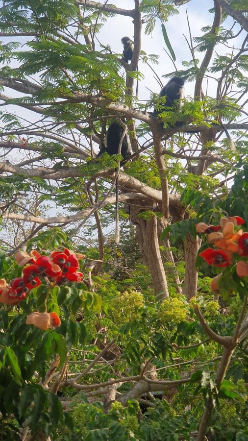 Bed and Breakfast Mami Wata House Kwale Екстер'єр фото